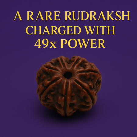 (Launch Offer): Saat Mukhi Rudraksha – Energized at 7 Powerful Shiva Temples | 49x Energy | For Financial Stability & Growth